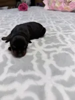 Pink, a female Rottweiler for sale in Lufkin, TX – Photo 3 of 3