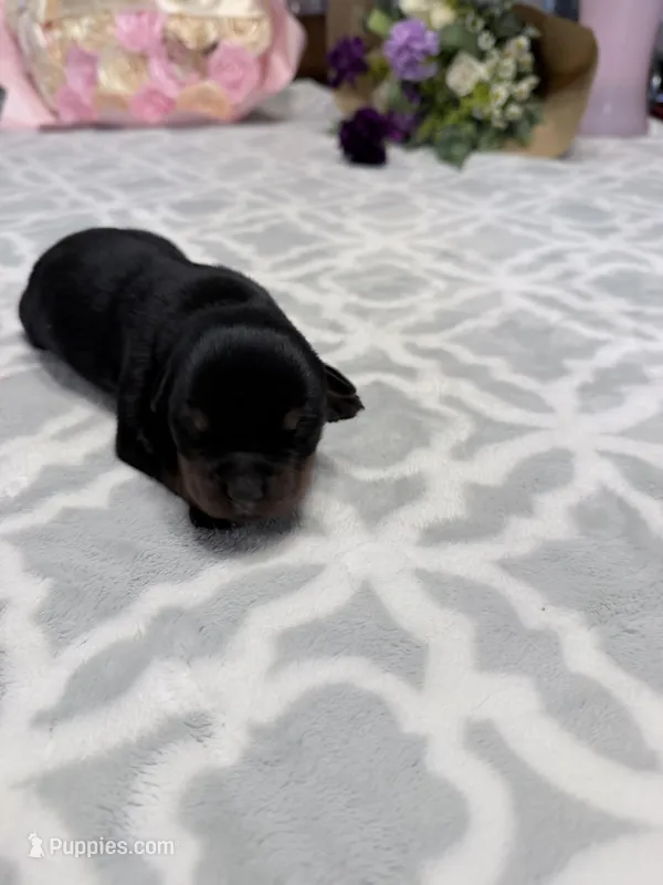 White – Rottweiler puppy for sale in Lufkin, TX