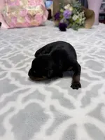 White, a female Rottweiler for sale in Lufkin, TX – Photo 2 of 3