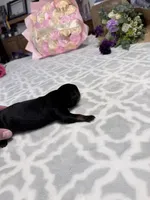 White, a female Rottweiler for sale in Lufkin, TX – Photo 3 of 3