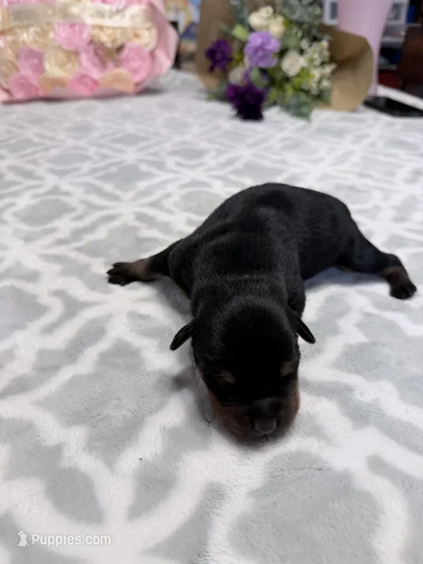 Gray – Rottweiler puppy for sale in Lufkin, TX