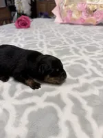 Gray, a male Rottweiler for sale in Lufkin, TX – Photo 2 of 2