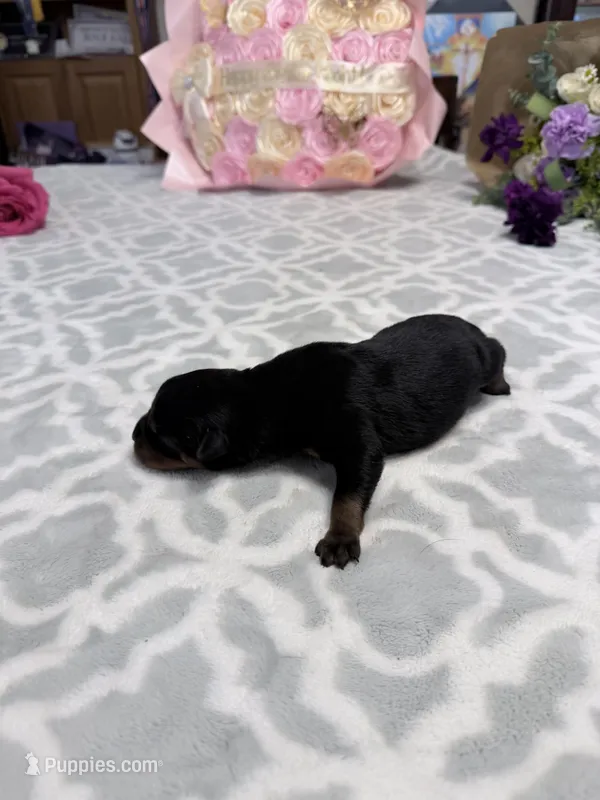 Orange – Rottweiler puppy for sale in Lufkin, TX