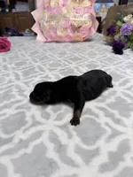 Orange, a male Rottweiler for sale in Lufkin, TX – Photo 1 of 3