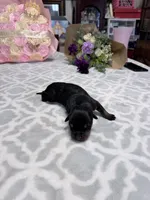 Orange, a male Rottweiler for sale in Lufkin, TX – Photo 2 of 3