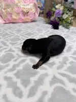 Orange, a male Rottweiler for sale in Lufkin, TX – Photo 3 of 3