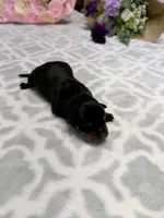 Peach , a female Rottweiler for sale in Lufkin, TX – Photo 2 of 2