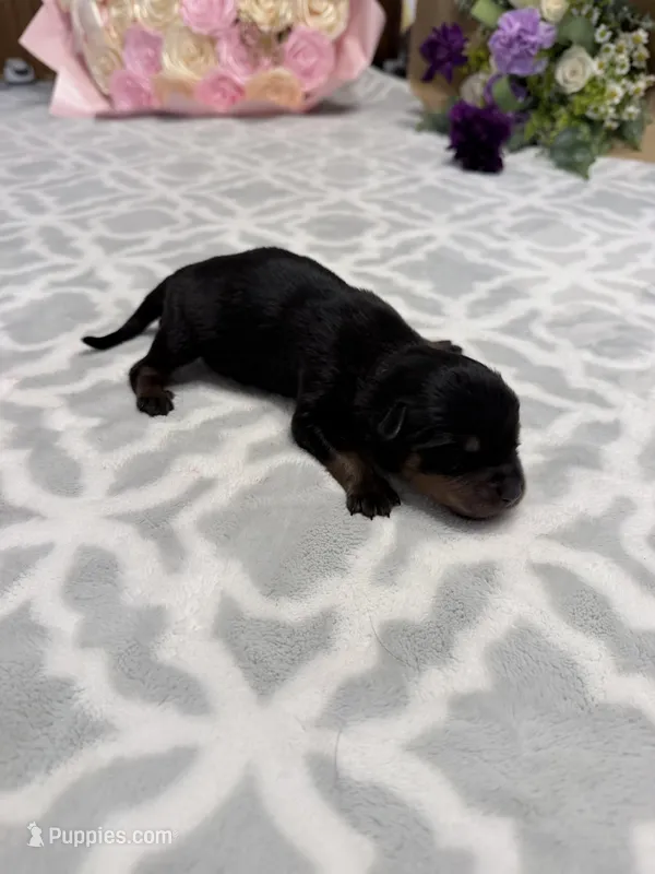 Peach  – Rottweiler puppy for sale in Lufkin, TX