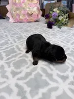 Orange , a male Rottweiler for sale in Lufkin, TX – Photo 4 of 4