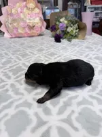 Orange , a male Rottweiler for sale in Lufkin, TX – Photo 3 of 4