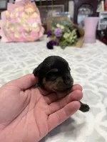 Orange , a male Rottweiler for sale in Lufkin, TX – Photo 2 of 4