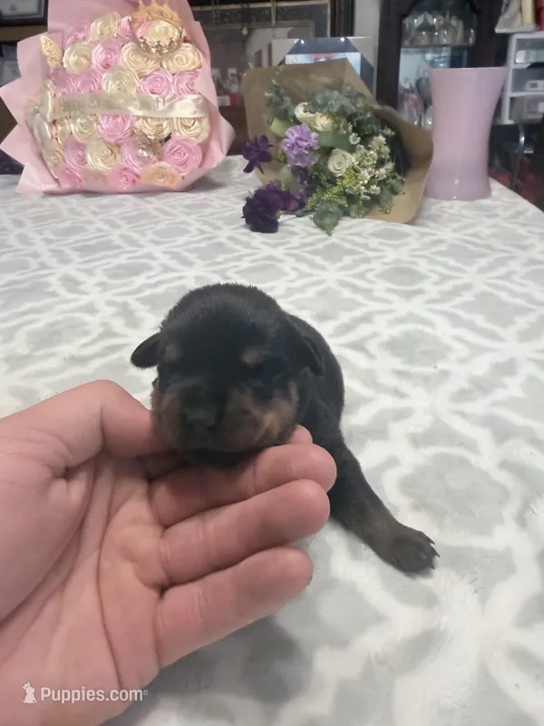 Orange  – Rottweiler puppy for sale in Lufkin, TX