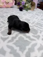 Cherry, a female Rottweiler for sale in Lufkin, TX – Photo 3 of 3