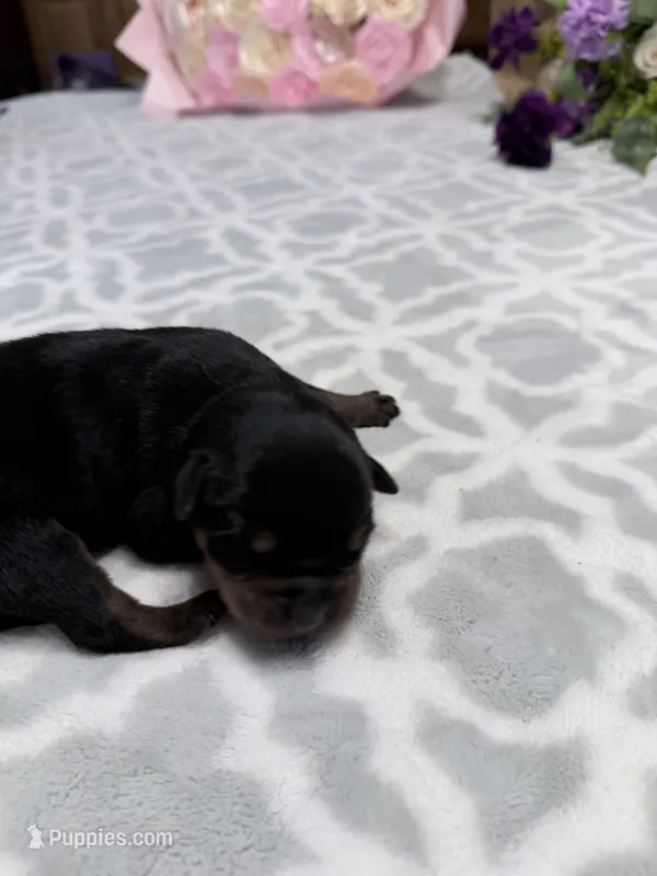 Cherry – Rottweiler puppy for sale in Lufkin, TX