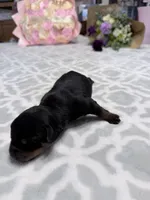 Cherry, a female Rottweiler for sale in Lufkin, TX – Photo 2 of 3