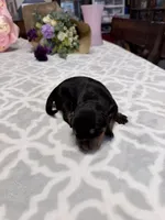 Yellow , a female Rottweiler for sale in Lufkin, TX – Photo 2 of 2