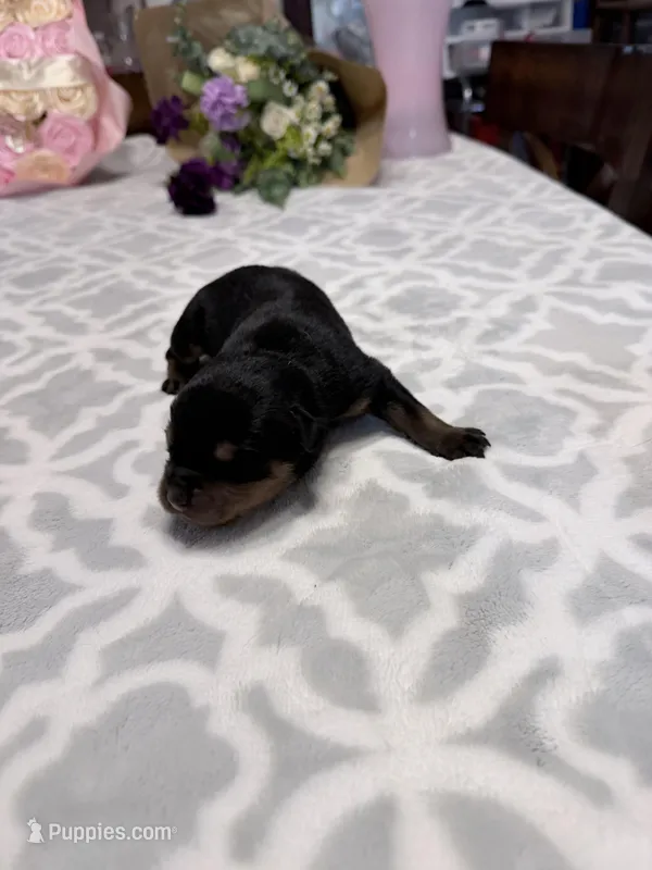 Yellow  – Rottweiler puppy for sale in Lufkin, TX