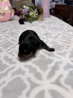 Yellow , a female Rottweiler for sale in Lufkin, TX – Photo 1 of 2