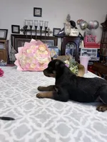 Peaches , a female Rottweiler for sale in Lufkin, TX – Photo 1 of 3