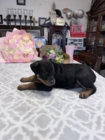 Peaches , a female Rottweiler for sale in Lufkin, TX – Photo 2 of 3