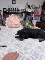 Peaches , a female Rottweiler for sale in Lufkin, TX – Photo 3 of 3