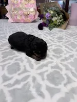 Gray, a male Rottweiler for sale in Lufkin, TX – Photo 3 of 3