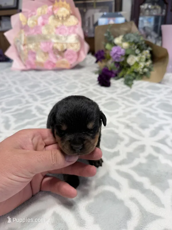 Gray – Rottweiler puppy for sale in Lufkin, TX