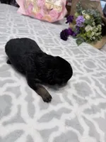 Gray, a male Rottweiler for sale in Lufkin, TX – Photo 2 of 3