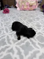 Red, a male Rottweiler for sale in Lufkin, TX – Photo 2 of 2