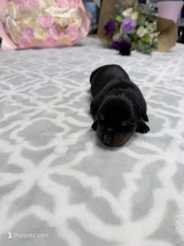 Red – Rottweiler puppy for sale in Lufkin, TX