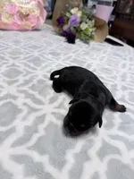 Purple , a female Rottweiler for sale in Lufkin, TX – Photo 2 of 3