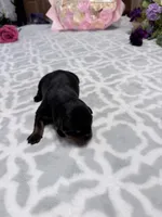 Purple , a female Rottweiler for sale in Lufkin, TX – Photo 3 of 3