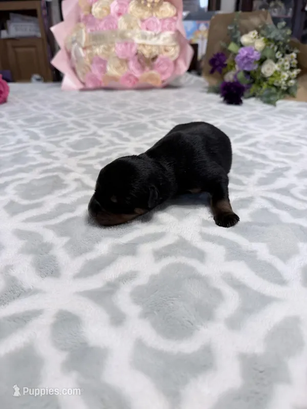 Purple  – Rottweiler puppy for sale in Lufkin, TX