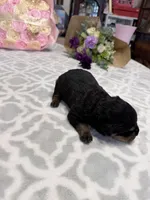 Red, a male Rottweiler for sale in Lufkin, TX – Photo 2 of 3