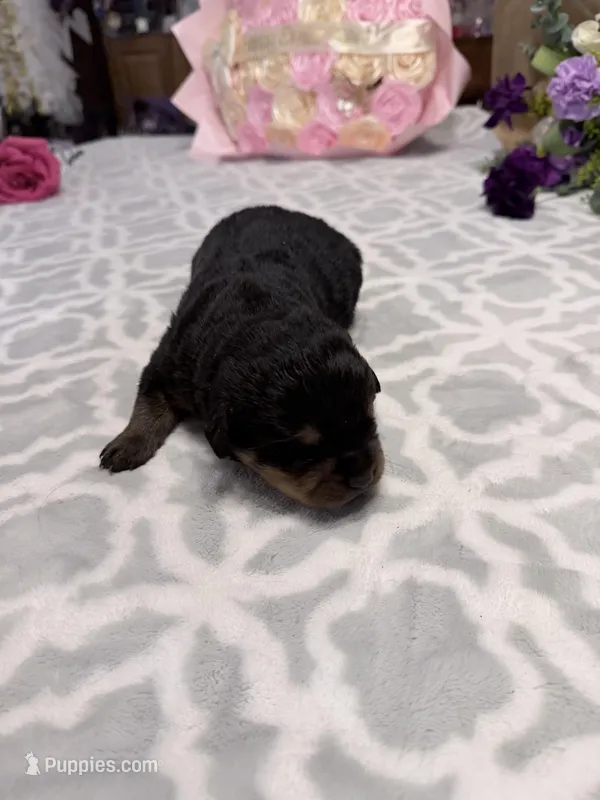 Red – Rottweiler puppy for sale in Lufkin, TX