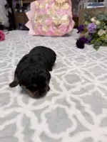 Red, a male Rottweiler for sale in Lufkin, TX – Photo 3 of 3