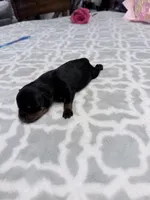 Green , a male Rottweiler for sale in Lufkin, TX – Photo 2 of 3