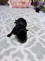 Green , a male Rottweiler for sale in Lufkin, TX – Photo 3 of 3