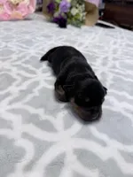 Green , a male Rottweiler for sale in Lufkin, TX – Photo 1 of 3