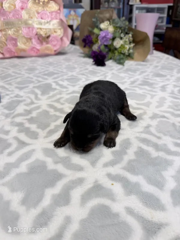 lavender – Rottweiler puppy for sale in Lufkin, TX