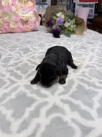 lavender, a female Rottweiler for sale in Lufkin, TX – Photo 1 of 3