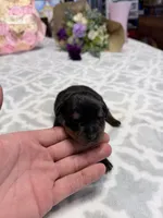 lavender, a female Rottweiler for sale in Lufkin, TX – Photo 2 of 3