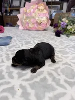 lavender, a female Rottweiler for sale in Lufkin, TX – Photo 3 of 3