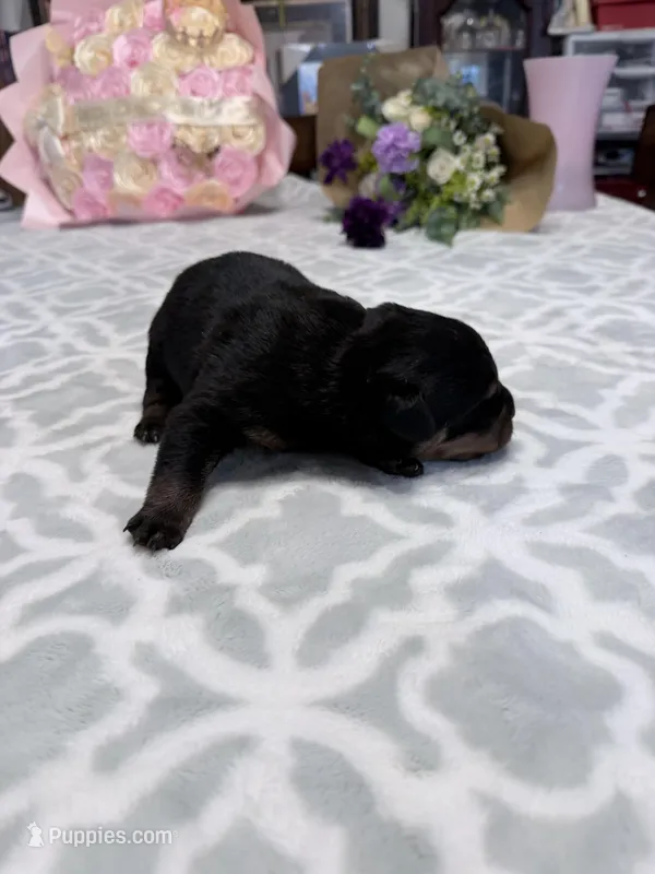 Blue – Rottweiler puppy for sale in Lufkin, TX