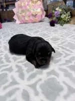 Blue, a male Rottweiler for sale in Lufkin, TX – Photo 2 of 3