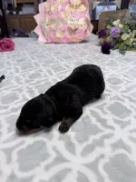 Blue, a male Rottweiler for sale in Lufkin, TX – Photo 3 of 3