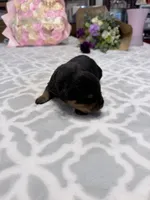 Pink, a female Rottweiler for sale in Lufkin, TX – Photo 2 of 4