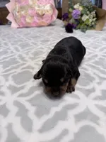 Pink, a female Rottweiler for sale in Lufkin, TX – Photo 1 of 4