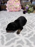 Pink, a female Rottweiler for sale in Lufkin, TX – Photo 4 of 4