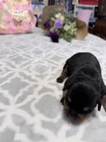 Pink, a female Rottweiler for sale in Lufkin, TX – Photo 3 of 4